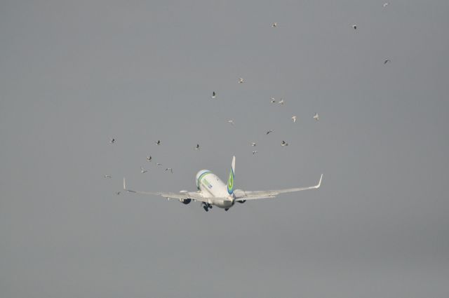 Boeing 737-700 (PH-XRX) - Takeoff of a Boeing 737-700 with birds on the scene.