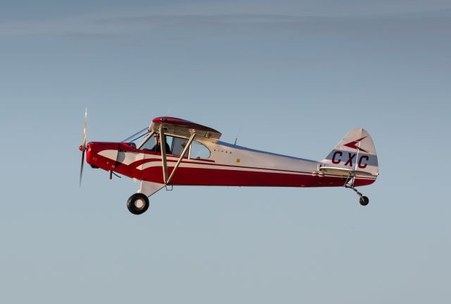 Piper L-21 Super Cub (ZK-CXC) - Darfield, New Zealand