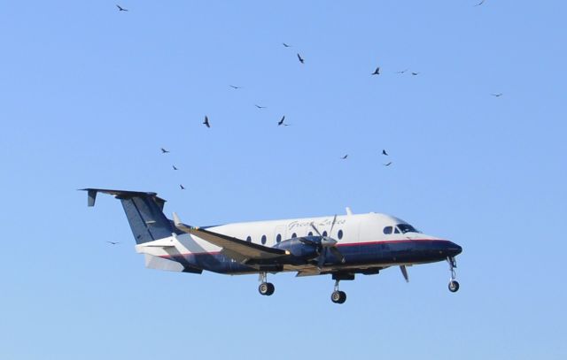 Beechcraft 1900 (N261GL) - Great Lakes Beech 1900 passing a group of Turkey Buzzards on final RWY Three-Zero at KMCE