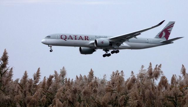 Airbus A350-900 (A7-AMI) - On final is this brand new Qatar Airbus 350-941 in the Autumn of 2019. The vegetation is one of the many varieties of Sea Oats that can be usually found around wetlands.