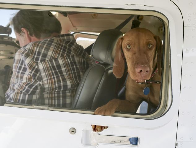 Cessna Skylane (C-GERD) - Crew dog Sadie. 16 APR 2016.