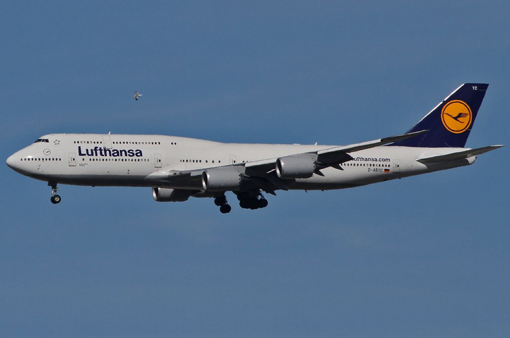 BOEING 747-8 (D-ABYC) - Landing at the LAX.