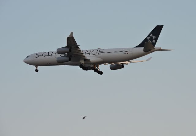 Airbus A340-300 (D-AIGW) - A 5 Star Alliance D-AIGW getting ready to land with a seagull escort at KPHL in the fall of 2016.