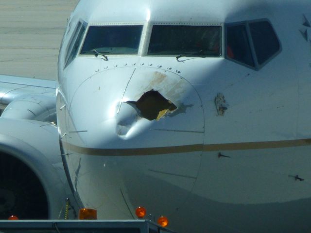 Boeing 737-700 (N37420) - Bird Strike 7-31-2012