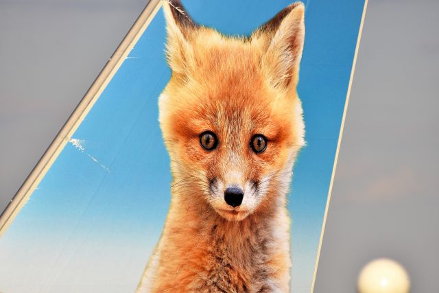 N329FR — - Trixie...the Fox