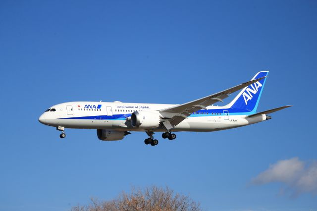 Boeing 787-8 (JA812A) - December 2nd 2018:HND-HKD.