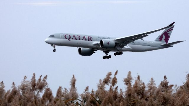 Airbus A350-900 (A7-AMI) - On final is this brand new Qatar Airbus 350-941 in the Autumn of 2019. The vegetation is one of the many varieties of Sea Oats that can be found around wetlands.