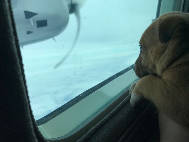 Mitsubishi MU-2 (N228WP) - One of the lucky rescue dogs on Cloud Nine Rescue Flights' MU-2, flying from Louisiana to Florida. To learn more about Cloud Nine, visit:br /br /www.cloudninerescueflights.org or www.facebook.com/cloudninerescueflights