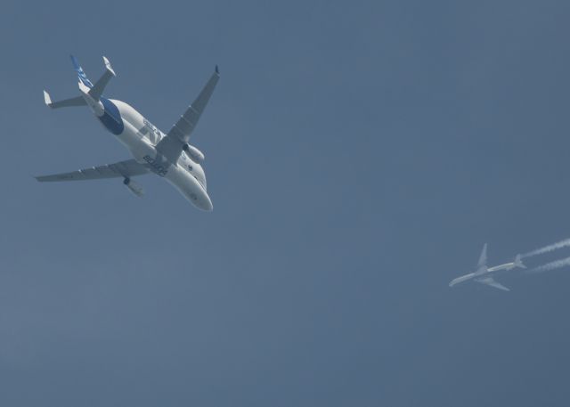 AIRBUS A-330-700 Beluga XL (F-GXLI) - Airbus Transport International, Airbus A330-743L Beluga XL Registration F-GXLI (ICAO24 395D68) Beluga #XL3. With Delta Airlines Airbus A350-941 Registration N507DN (ICAO24 A65449) in the background.