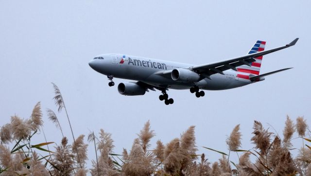 Airbus A330-200 (N290AY) - On final is this 2013 American Airlines Airbus 330-243 in the Autumn of 2019. The vegetation is one of the many varieties of Sea Oats that can be found around wetlands.