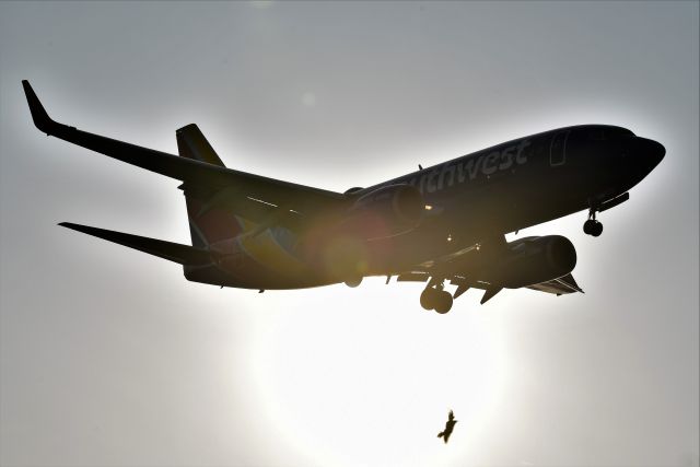 Boeing 737-700 (N499WN) - 5-L 03-29-23. That bird is turning final for the same runway, but that 737 is overtaking it. Shooting directly in to the sun here. Now that's what I call back-lit!