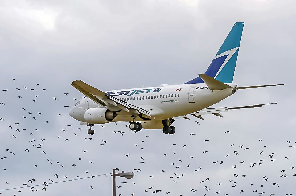 Boeing 737-700 (C-GXWJ) - Birds! Birds! Birds!