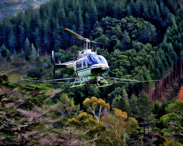 — — - Chopper, my front yard NZ