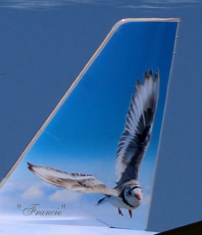 Airbus A320neo (N373FR) - Winging it on the tail of this brand new Frontier Airbus is this wading bird "Francie" the Piping Plover in the Spring of 2021.