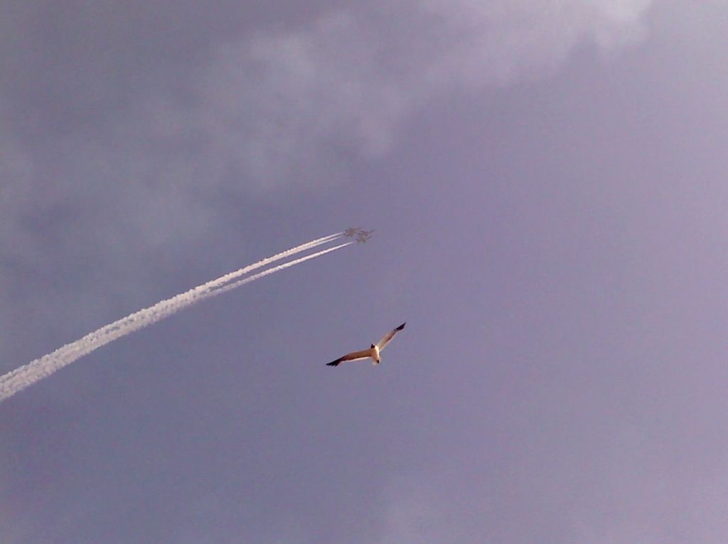 — — - USAF Thunderbirds flying in formation (with a seagull) over the beach at the Atlantic City Airshow 09