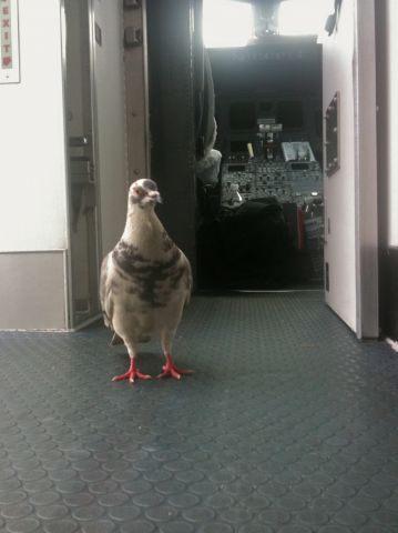 Canadair Regional Jet CRJ-200 — - Captured the moment with my iPhone just as Captain Pigeon came aboard to survey the cabin.