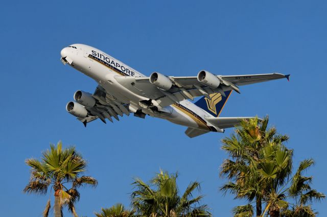 Airbus A380-800 (9V-SKG) - Leaving Southern California – a Singapore Airlines A380 super-jumbo ascending above the palm tree tops after takeoff from the Los Angeles International Airport, LAX, Westchester, Los Angeles, California