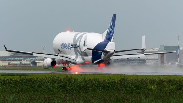 AIRBUS A-330-700 Beluga XL (F-GXLJ) - Beluga XL N°4 landing in the rain