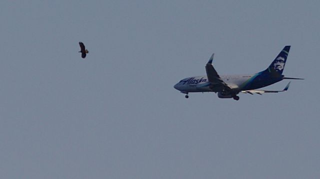 Boeing 737-700 — - This one is just for fun.  Dont know the tail number, flight ASA 9624 on 4 April.  The aircraft was much too far away, but I got sucked in by the eagle in the foreground.