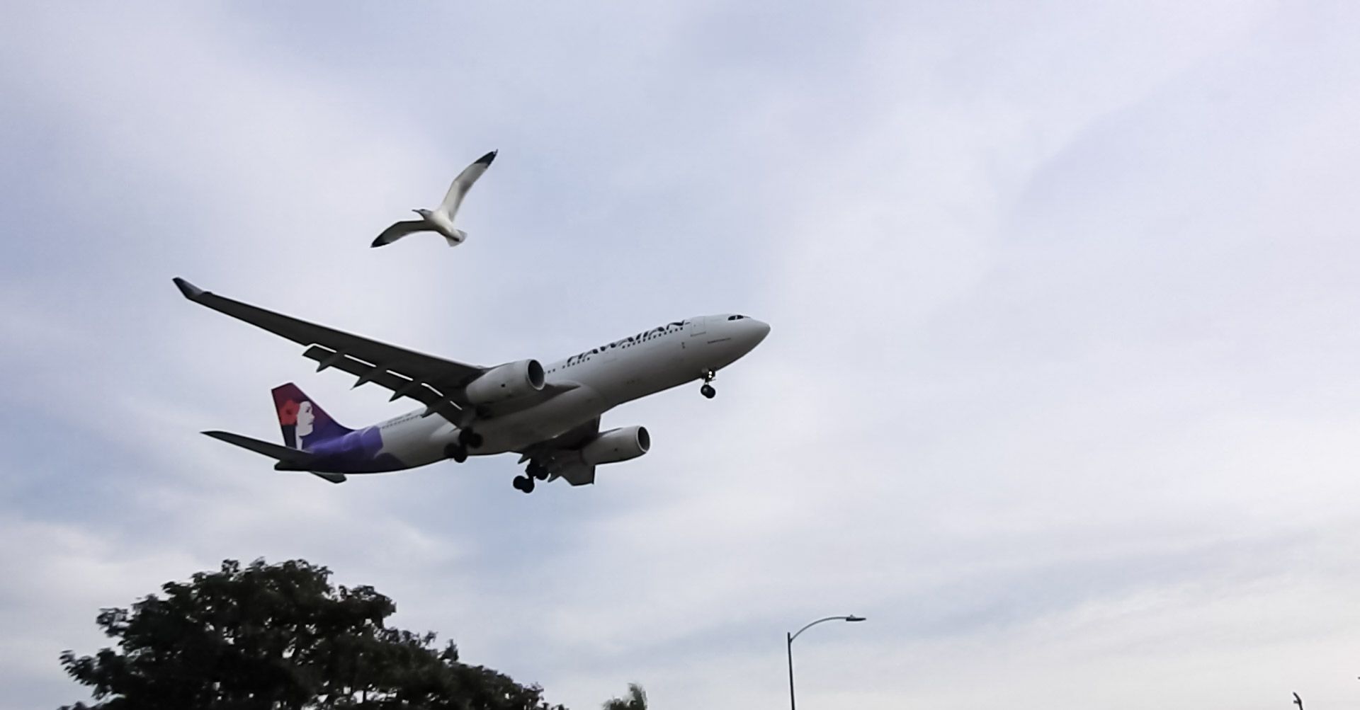 Airbus A330-300 (N389HA)