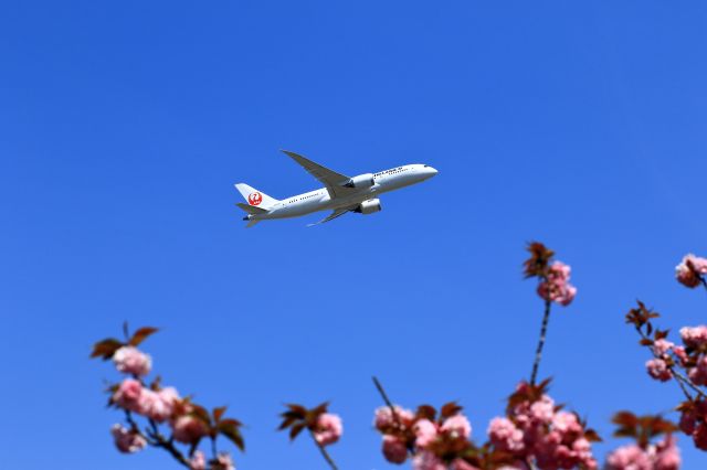 Boeing 787-8 (JA836J)