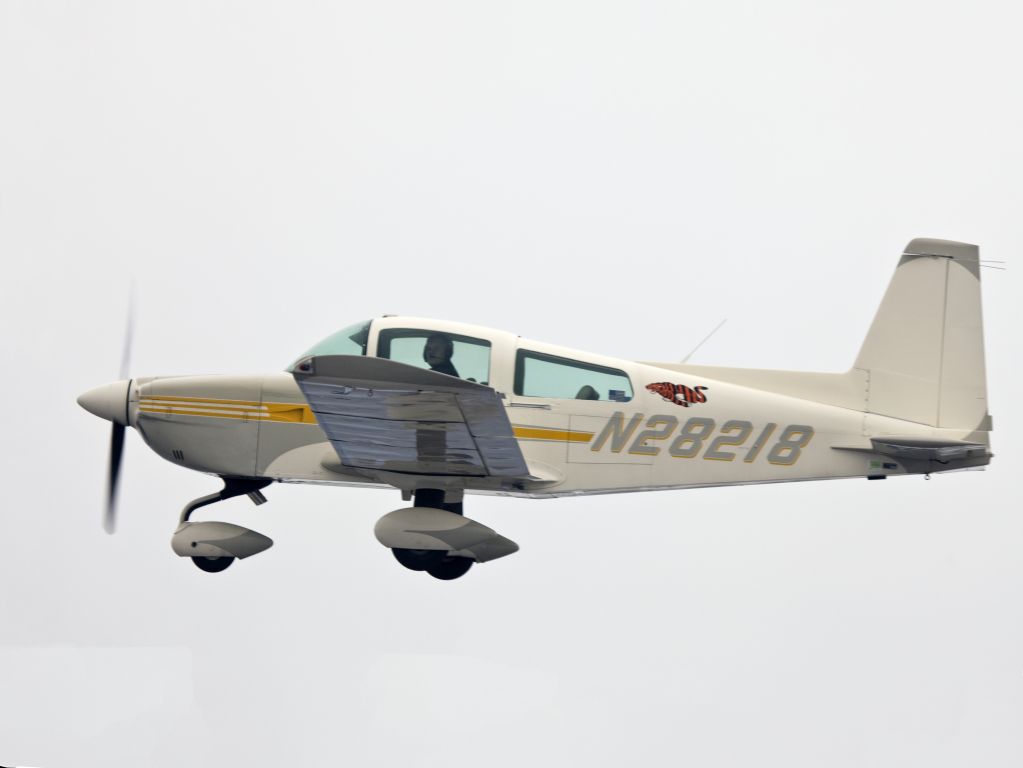 N28218 — - The finest Tiger in the Northeast.