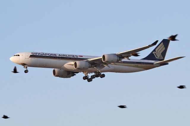 Airbus A340-500 (9V-SGC) - Landing - together with the European Starlings.