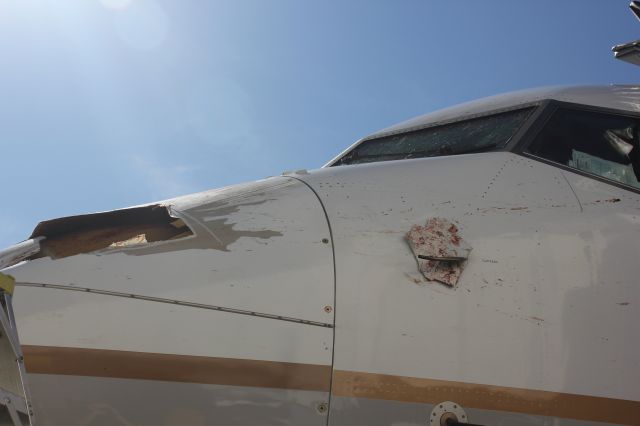 Boeing 737-900 (N37420) - Bird strike at DIA.