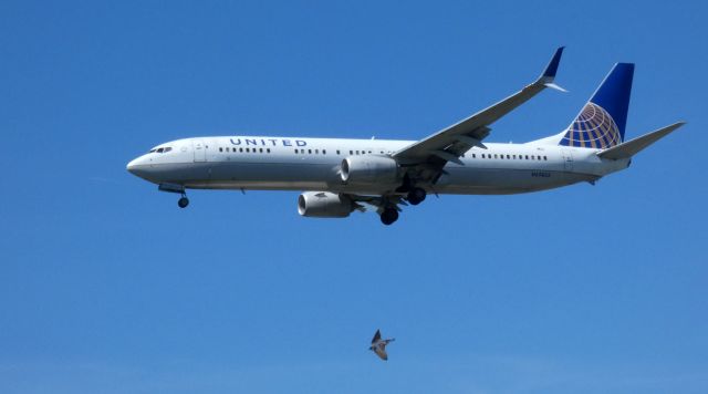 Boeing 737-900 (N69835) - On final is this 2014 United Airlines Boeing 737-924EX in the Spring of 2021.