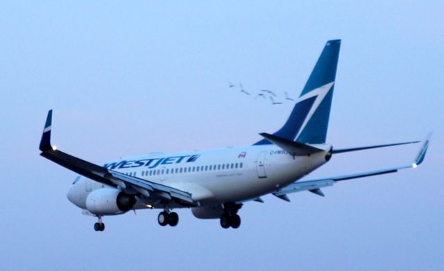 Boeing 737-700 (C-FMWJ) - C-FMWJ with Birds at YYZ 