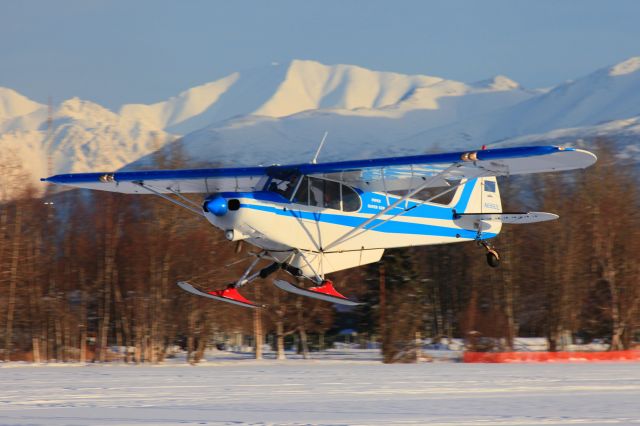 Piper L-21 Super Cub (N6592L)