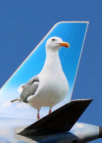 Airbus A320neo (N350FR) - Standing tall on the tail of this 2019 Frontier Airbus A320-251N is "Miracle" the Seagull in the Autumn of 2020.