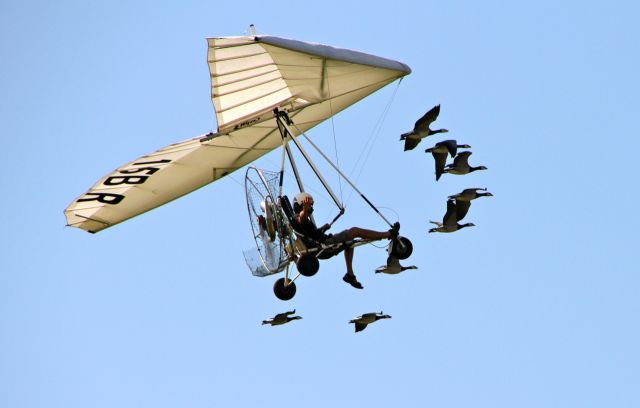 N15BR — - ULM pendulaire : vol en patrouille avec des oies...