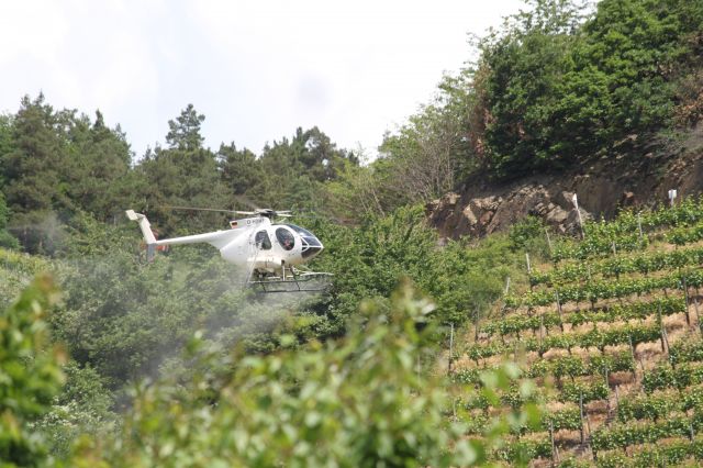 D-HDHF — - Oberhalb von Dernau an der Ahr