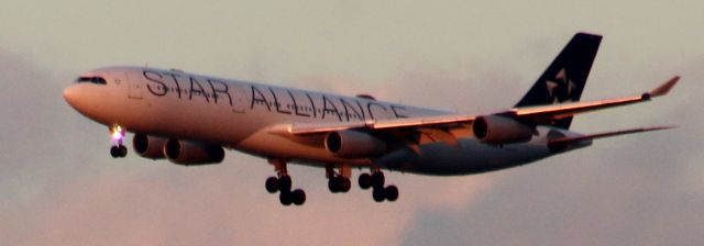 Airbus A340-300 (D-AIFA) - Lufthansa 427 landing from Frankfurt, Germany