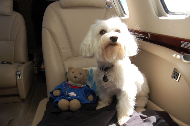 Cessna Citation CJ1 — - Very important passenger! Special flight taking pet to meet his master on vacation.