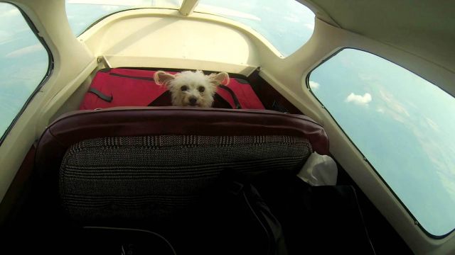 Cessna Skyhawk (N1417U) - MY PHOTO: COPYRIGHT GERALD HERBERT. Scottie flying in the back on my first flight to Shreveport in my new C172.