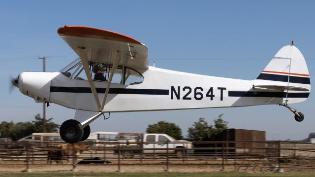 Piper L-21 Super Cub (N264T)