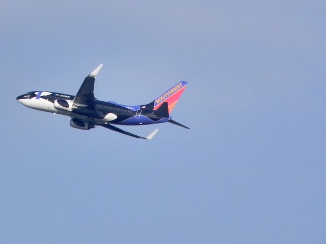 Boeing 737-700 (N703SW) - Southwest Boeing 737-700 "Shamu Two" leaves Albany for Orlando.