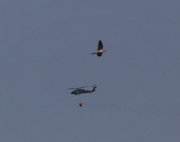 — — - 8/12/18 caught the UH60 on take-off from Camp Ashland with the loaded water bucket. As I was zooming in the bird came in to view. Unfortunately in AF mode. Enroute to KLNK.