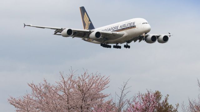 Airbus A380-800 (9V-SKL) - I photographed it in a Narita Sakuranoyama Park.br /シンガポール航空 (Singapore Airlines) / Airbus A380-841br /Apr.09.2016 Narita International Airport [NRT/RJAA] JAPAN