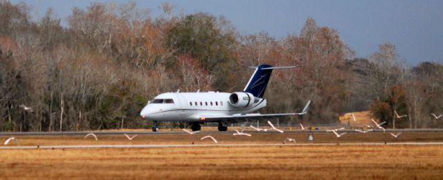 Canadair Challenger (N203) - Challenger 604 rolling out on runway 23 with a flock of startled cattle egrets in the foreground