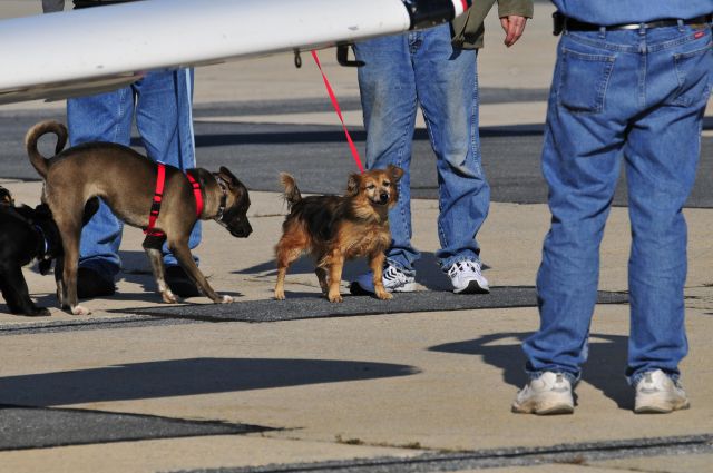 ARF — - Seen at KFDK on 11/7/2009.  This was a gathering & transfer point for pilots rescuing animals from South Carolina to various points in the northeast.  Most of these animals were within days of being euthanized at a kill-shelter. Its a wonderful organization that saves the lives of countless dogs & cats.  http://www.animalrescueflights.org/    a href=http://discussions.flightaware.com/profile.php?mode=viewprofile&u=269247  [ concord977 profile ]/a