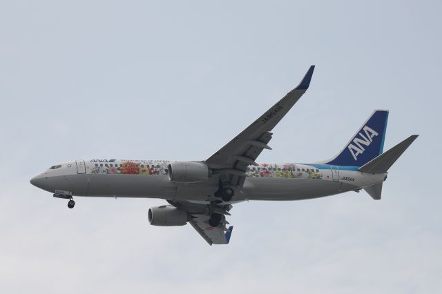 Boeing 737-800 (JA85AN) - 06 April 2017:ITM-HKD.