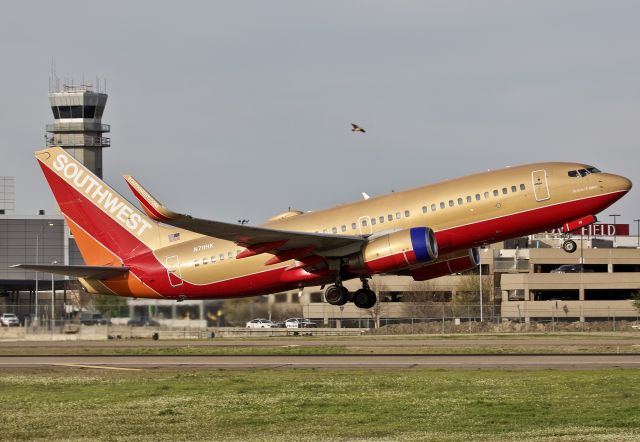 Boeing 737-700 (N711HK) - The gorgeous Herbert D. Kelleher departing Dallas Love Field accompanied by a bird of the non metal vanity, Dallas Love Field (please view in "full" for highest image quality)