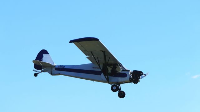 Piper L-21 Super Cub (N9692D)