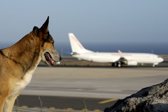 Boeing 737-800 (G-GDFY) - The girl my friend Luciano Fumero, again enjoying the spotting on RWY-08 South Tenerife, in a splendid holiday in the Canary Islands, accompanied by numerous friends spotters