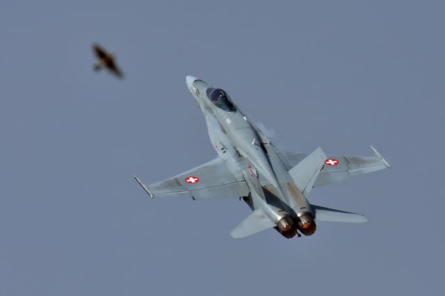 McDonnell Douglas FA-18 Hornet (J5021) - 'Vincent' started good in the new season of the Swiss Air Force Hornet Display Team - avoiding direct contact with the feathered falcons