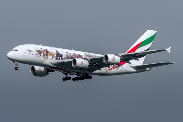 Airbus A380-800 (A6-EOM) - Emirates (United for Wildlife Livery) on it's short and final at San Francisco (SFO) arriving from Los Angeles (LAX) and then left to Dubai (DXB) later.