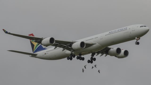 Airbus A340-600 (ZS-SNI) - Near miss bird-strike at FAJS RWY03R OR-Tambo Johannesburg South Africa.br /Grey and rainy weather!